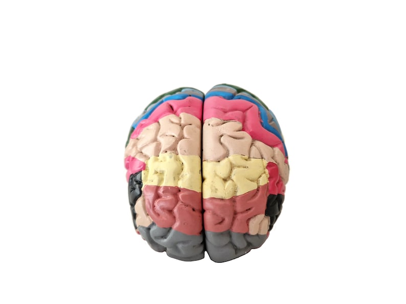 Anatomical Brain Model for Education and Display_BrainAcademy.store