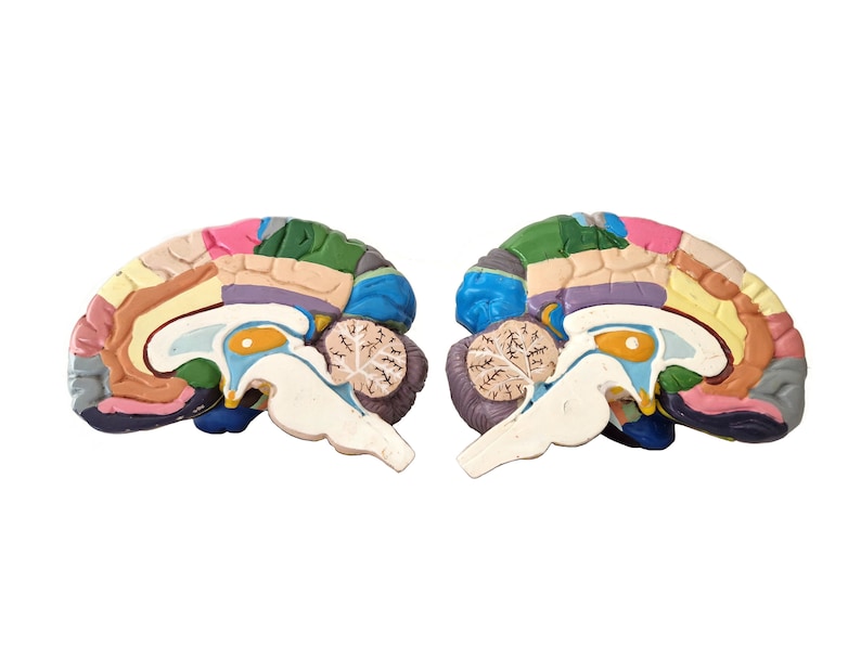 Anatomical Brain Model for Education and Display_BrainAcademy.store