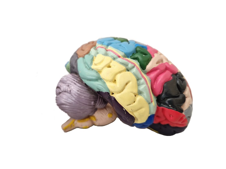 Anatomical Brain Model for Education and Display_BrainAcademy.store