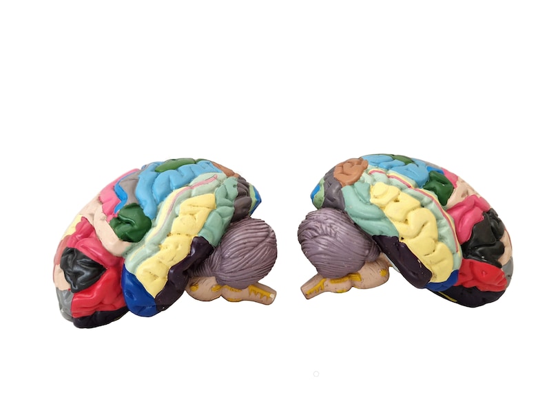 Anatomical Brain Model for Education and Display_BrainAcademy.store