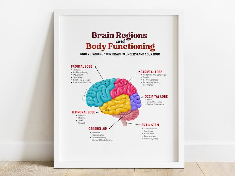 Affiche sur la science du cerveau : anatomie, thérapie et bien-être