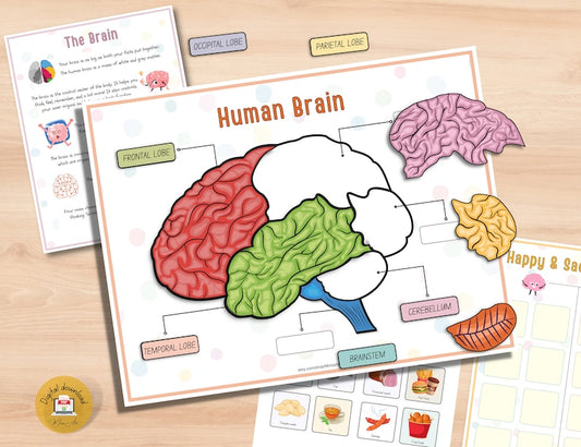 Anatomie-Set des menschlichen Gehirns für Kinder