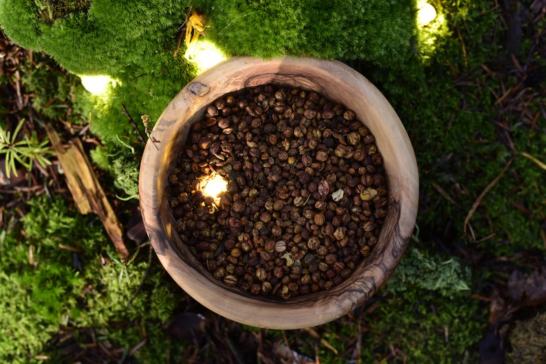 Celastrus-Samen: Intellektbaum, Jyotishmati, Malkangni